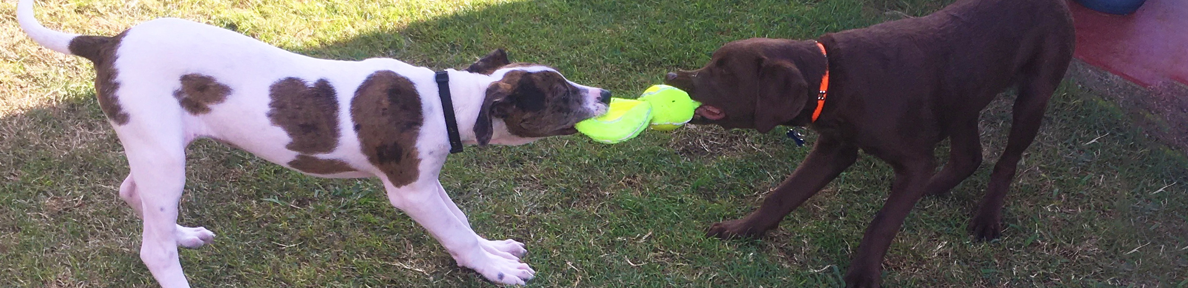 harper and koda playing tug of war